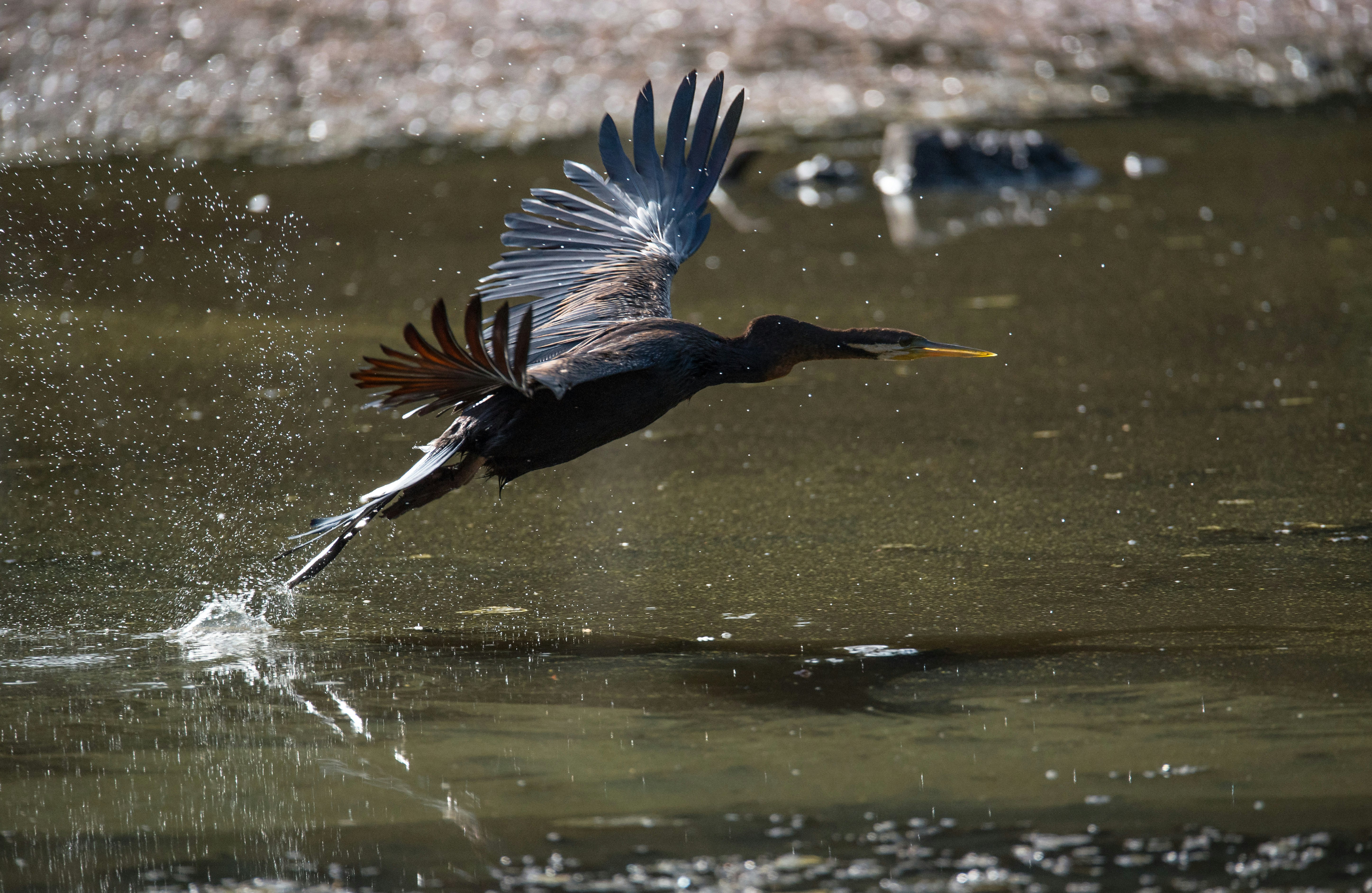 black and gray long-beaked bird above body of water